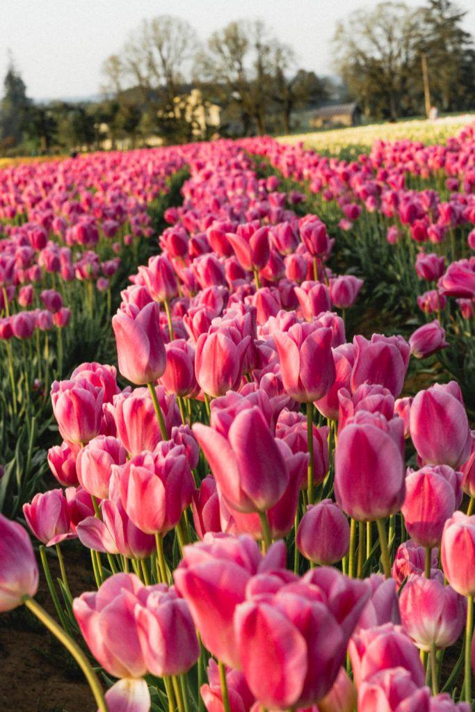 Secret Garden Whispers: An Ode to Wildflowers